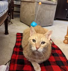 Lost Male Cat last seen Near Ridgeside Dr., Ballwin, MO, Ballwin, MO 63021