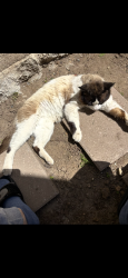 Lost Male Cat last seen Usually in country club circle people take care of him there , Chula Vista, CA 91911