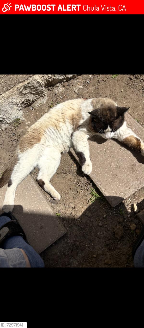 Lost Male Cat last seen Usually in country club circle people take care of him there , Chula Vista, CA 91911