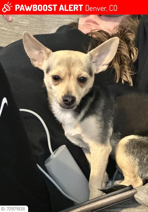 Lost Female Dog last seen 36th and Central Park Blvd, Denver, CO 80238
