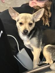 Lost Female Dog last seen 36th and Central Park Blvd, Denver, CO 80238