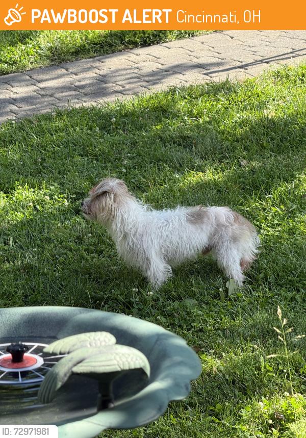 Found/Stray Male Dog last seen Clifton Hills Terrace, Cincinnati, OH 45220