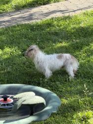 Found/Stray Male Dog last seen Clifton Hills Terrace, Cincinnati, OH 45220