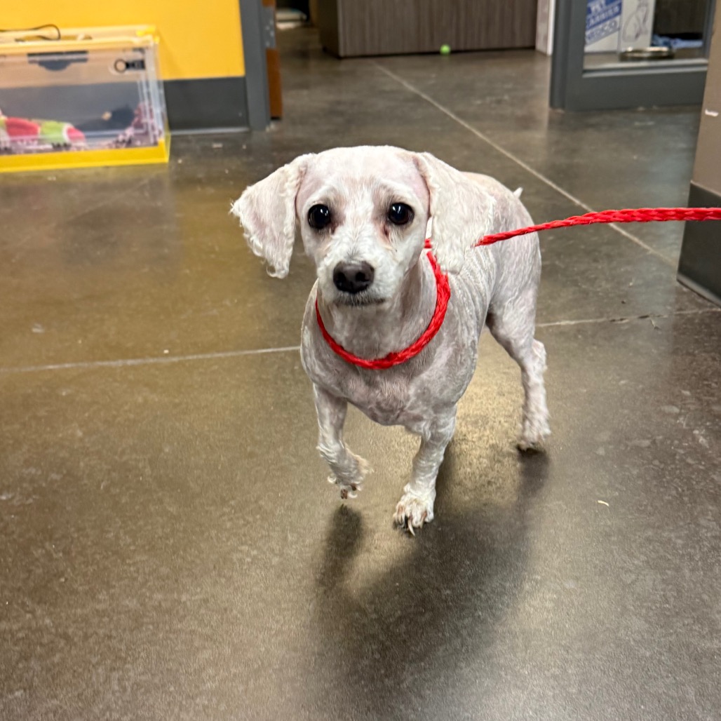 Shelter Stray Female Dog last seen , Norman, OK 73072