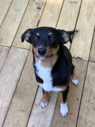 Found/Stray Female Dog last seen Boozy creek and Cole Hollow Road, Boozy Creek Rd,  37617