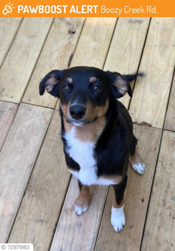 Found/Stray Female Dog last seen Boozy creek and Cole Hollow Road, Boozy Creek Rd,  37617