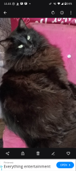 Lost Male Cat last seen Desert cactus and Desert axe , Albuquerque, NM 87121
