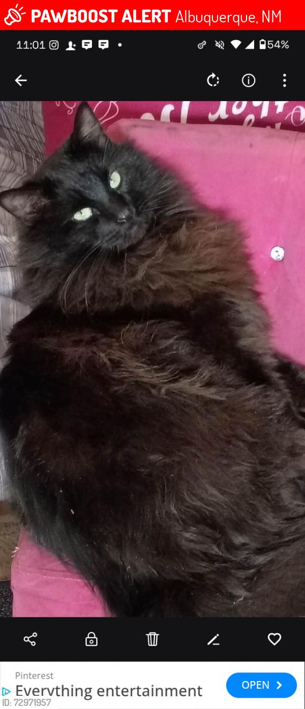 Lost Male Cat last seen Desert cactus and Desert axe , Albuquerque, NM 87121