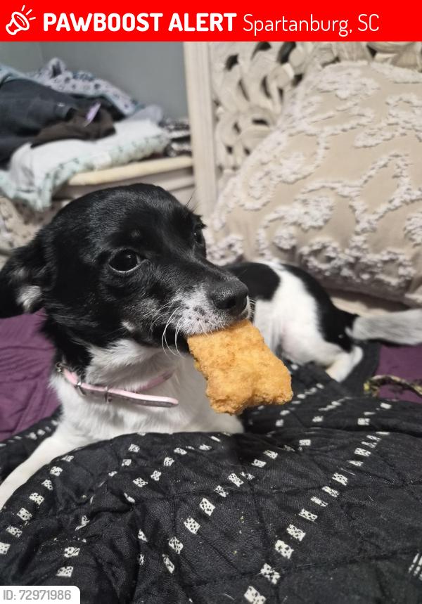 Lost Female Dog last seen John b white Sr Blvd , Spartanburg, SC 29301