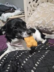 Lost Female Dog last seen John b white Sr Blvd , Spartanburg, SC 29301