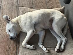 Lost Male Dog last seen  price rd Fort Worth , Fort Worth, TX 76060