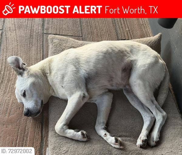 Lost Male Dog last seen  price rd Fort Worth , Fort Worth, TX 76060