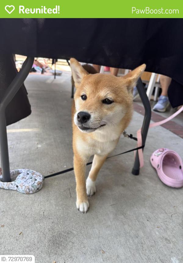Reunited Female Dog last seen Willow Ave Randall Ave , Rialto, CA 92376