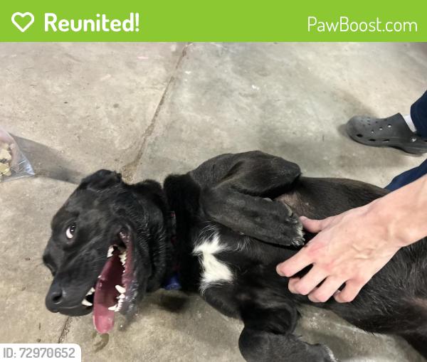 Reunited Female Dog last seen N/A, Atlas, MI 48411
