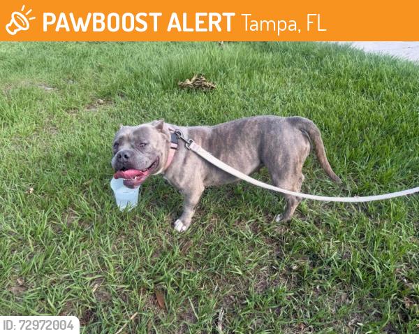 Found/Stray Female Dog last seen Millpond, 1. In  Plantation, Tampa, FL 33624