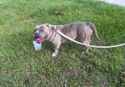 Found/Stray Female Dog last seen Millpond, 1. In  Plantation, Tampa, FL 33624