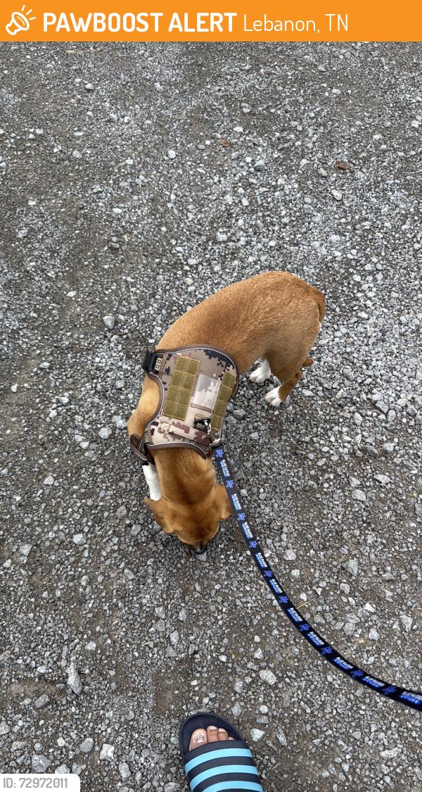 Found/Stray Female Dog last seen Cumberlant, Lebanon, TN 37087