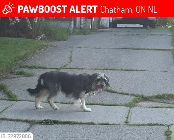 Lost Female Dog last seen Near highway chattum, Chatham, ON N7L