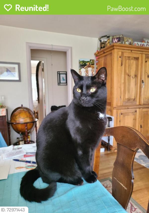 Reunited Male Cat last seen N 12th and Monroe , Tacoma, WA 98406
