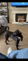 Lost Female Dog last seen Winchester Road and Jefferson, Temecula CA, Temecula, CA 92590