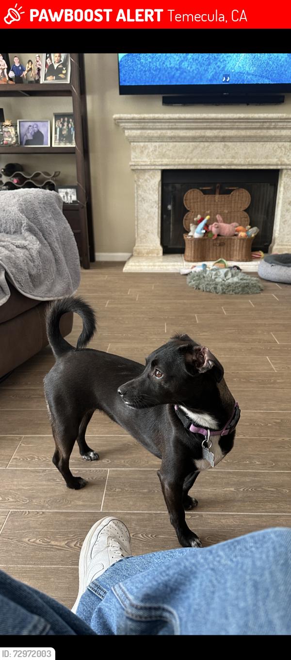Lost Female Dog last seen Winchester Road and Jefferson, Temecula CA, Temecula, CA 92590