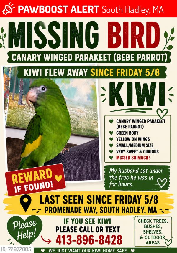Lost Male Bird last seen Promenade way, south Hadley , South Hadley, MA 01075