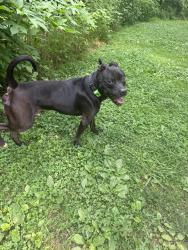 Reunited Male Dog last seen Ten mile creek greenway park, Knoxville, TN 37923