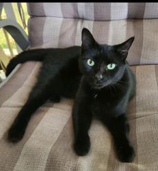 Lost Female Cat last seen Sycamore Dr, Greenville, SC 29607