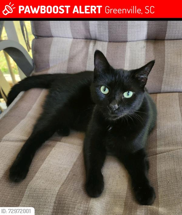 Lost Female Cat last seen Sycamore Dr, Greenville, SC 29607