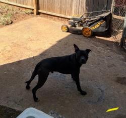 Reunited Male Dog last seen Bridgewater and Hardwick, Knoxville, TN 37923
