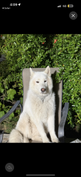 Reunited Male Dog last seen Glenwood and grandview , Glendale, CA 91201