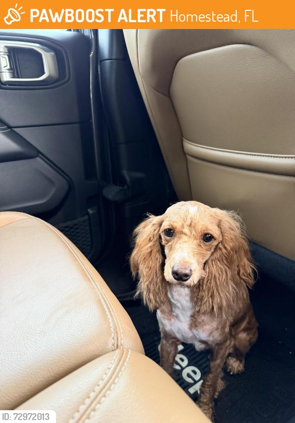 Found/Stray Female Dog last seen Near ST and 142 Ave, Homestead, FL 33032