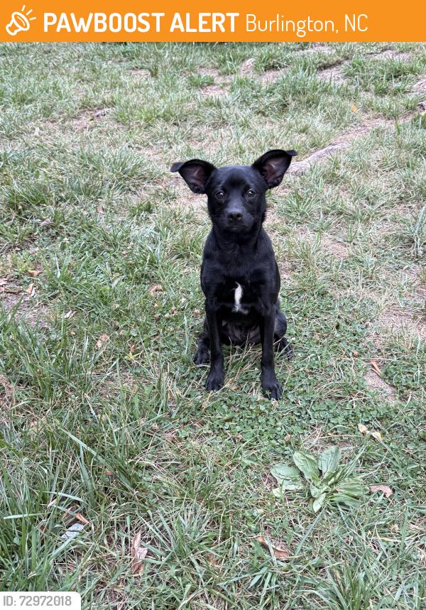 Found/Stray Male Dog last seen Near n church st , Burlington, NC 27217