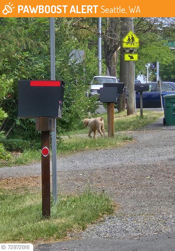 Found/Stray Unknown Dog last seen 15th Ave NE & NE Gilmore, Seattle, Seattle, WA 98125