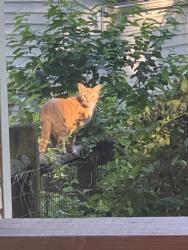 Found/Stray Unknown Cat last seen Gold Thorn Way, Sterling, VA 20164