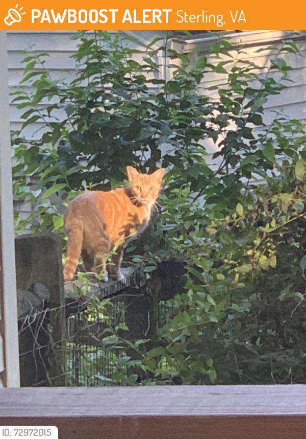 Found/Stray Unknown Cat last seen Gold Thorn Way, Sterling, VA 20164