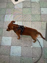 Reunited Male Dog last seen Near 8th street , Miami, FL 33125