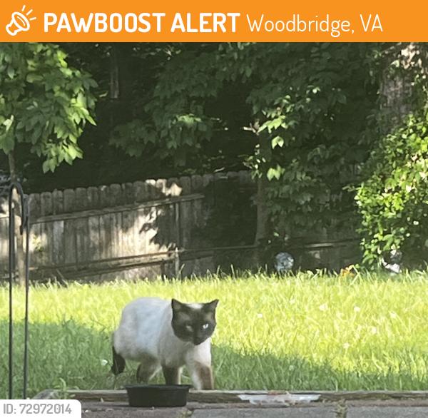 Found/Stray Male Cat last seen Grayson Rd, Woodbridge, VA 22191