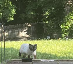 Found/Stray Male Cat last seen Grayson Rd, Woodbridge, VA 22191