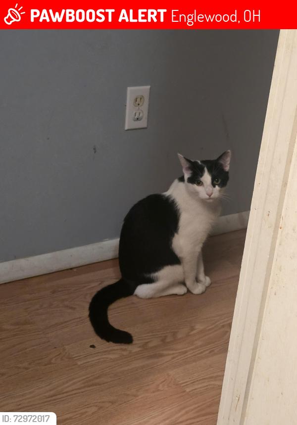Lost Male Cat last seen Farm at the end of rinehart. , Englewood, OH 45322