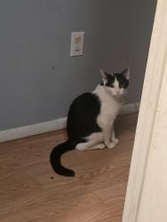 Lost Male Cat last seen Farm at the end of rinehart. , Englewood, OH 45322