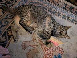 Lost Male Cat last seen Arington and Lowell, Oakland, CA 94608