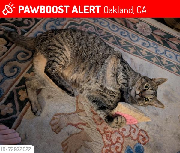 Lost Male Cat last seen Arington and Lowell, Oakland, CA 94608