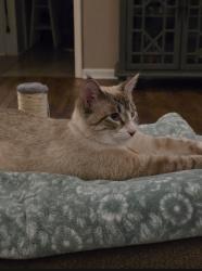 Lost Male Cat last seen Near… Danville Rd, Decatur, AL 35603