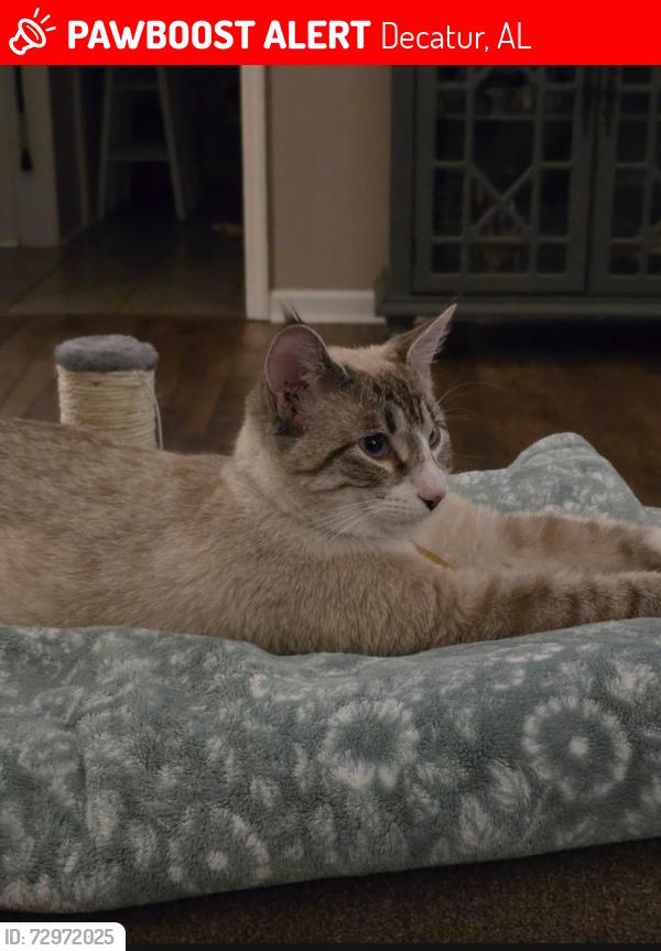 Lost Male Cat last seen Near… Danville Rd, Decatur, AL 35603