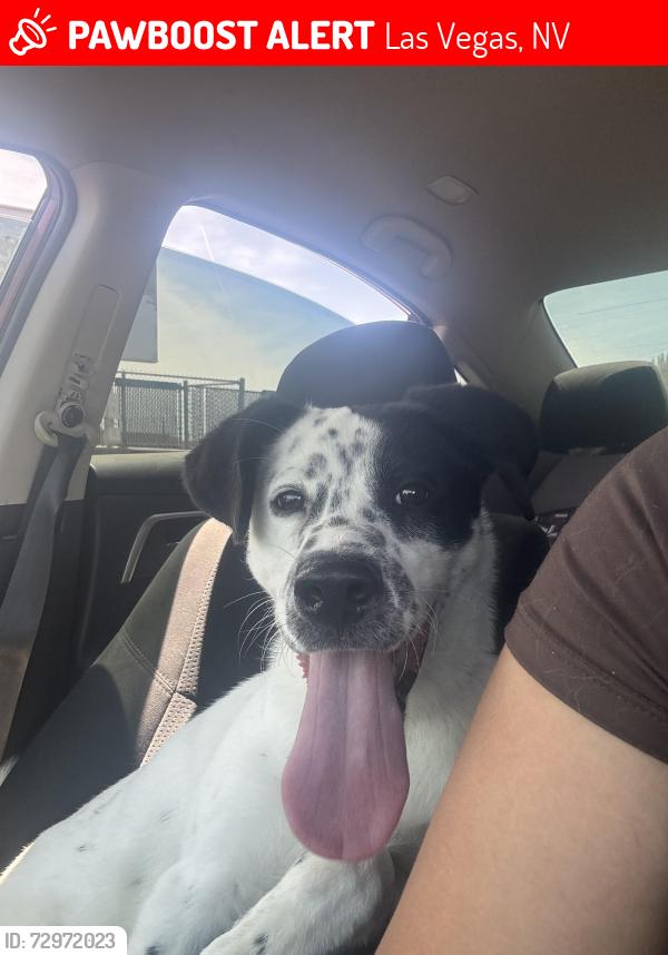 Lost Male Dog last seen Nellis and Cheyenne , Las Vegas, NV 89110