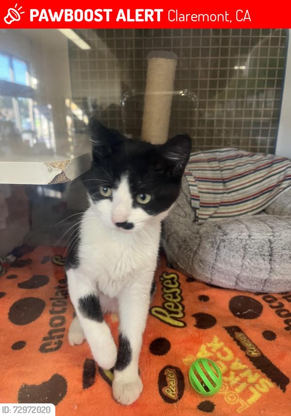 Lost Male Cat last seen Mills, Claremont, CA 91711