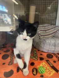 Lost Male Cat last seen Mills, Claremont, CA 91711