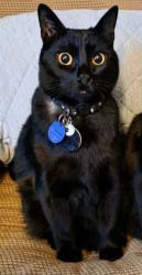 Reunited Male Cat last seen Village Drive near Vail Rd., Rainier, WA 98576