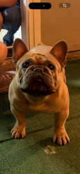 Reunited Male Dog last seen Furneaux & Rosemeade, Carrollton, TX 75007